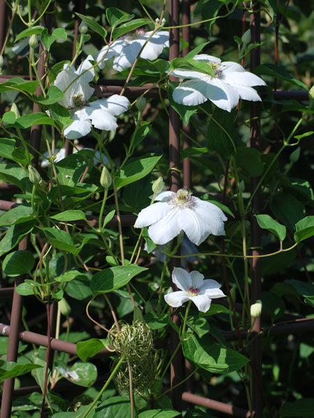 Clematis 'Henryii' (Hybrid Clematis)