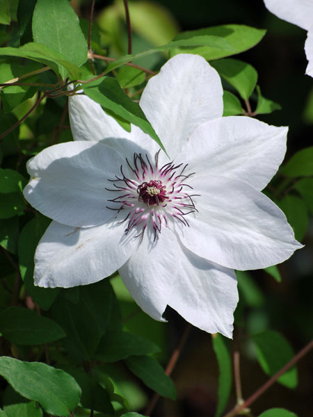 Clematis 'Miss Bateman' (Hybrid Clematis)