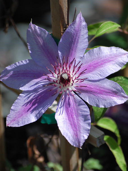 Clematis 'Nelly Moser' (Hybrid Clematis)