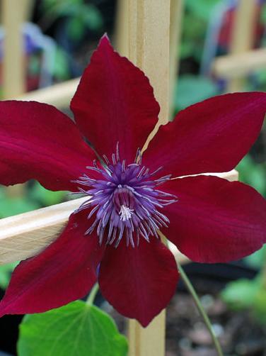 Clematis Boulevard® Nubia™ (Clematis Hybrid)