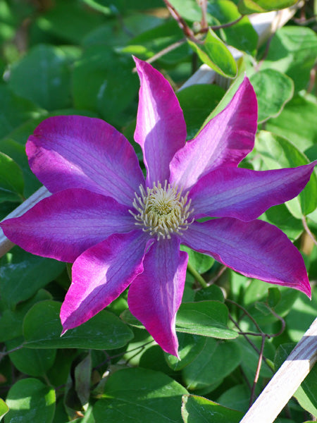 Clematis 'Pink Champagne™ (Hybrid Clematis)