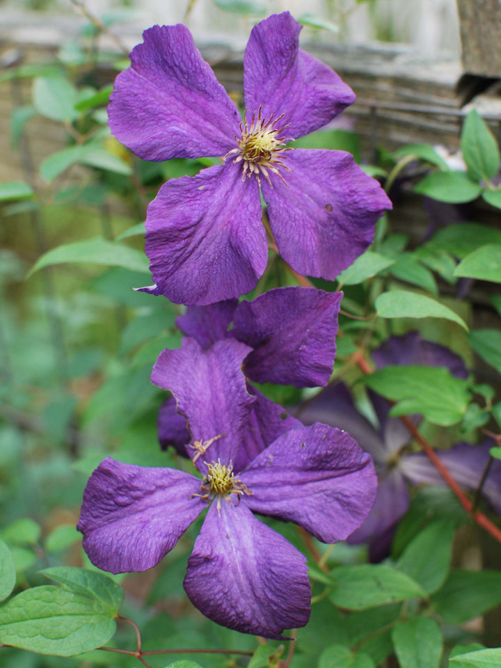 Clematis 'Polish Spirit' (Hybrid Clematis)