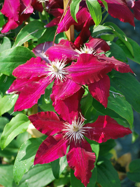 Clematis 'Rebecca'™ (Hybrid Clematis)