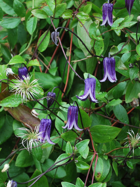 Clematis 'Rooguchi' (Hybrid Clematis)