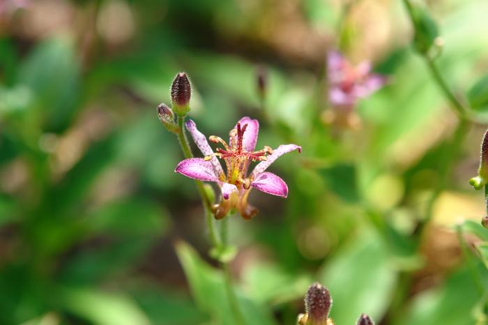 Tricyrtis formosana 'Samurai' (Toad Lily)