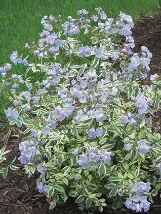 Variegated Jacob's Ladder (Polemonium reptans 'Stairway to Heaven')