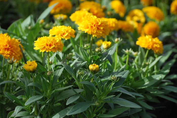 Coreopsis grandiflora Solanna™ Golden Sphere (Tickseed), yellow flowers