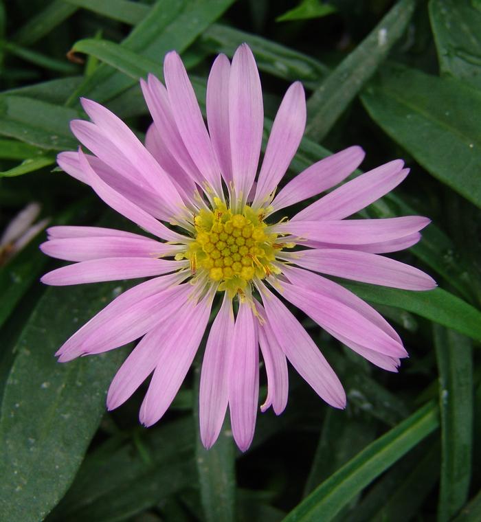 Pink Wood Aster (Aster dumosus 'Wood's Pink')