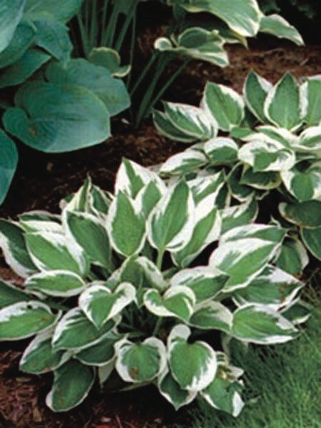 Hosta x 'Patriot' (Plantain Lily)