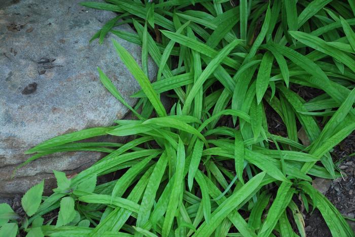 Seersucker Sedge / Plantain-leaf Sedge (Carex plantaginea)