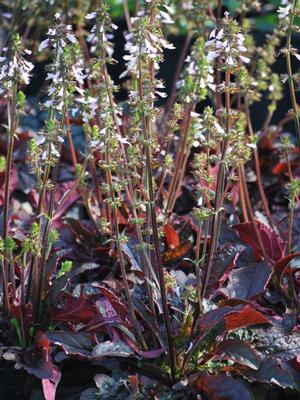 Salvia lyrata 'Purple Knockout' (Sage)