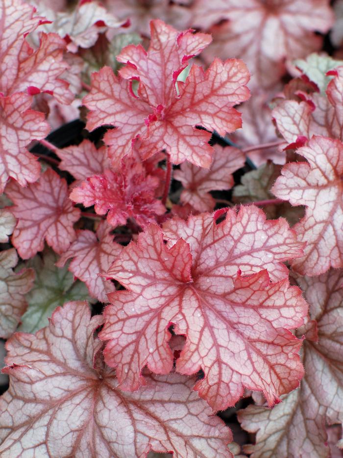 Heuchera x villosa 'Carnival Peach Parfait' (Coral Bells)