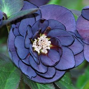 Helleborus x hybridus Winter Jewels® 'Onyx Odyssey'