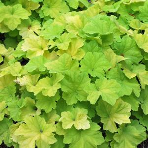 Heuchera x villosa 'Citronelle' (Coral Bells)