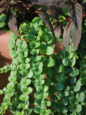 Creeping Jenny (Lysimachia nummularia)