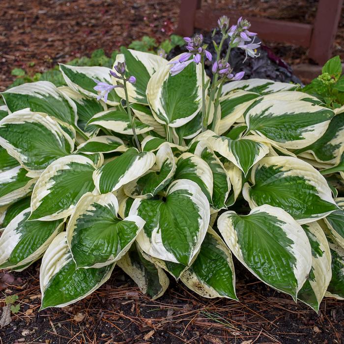 Hosta x 'Patriot' (Plantain Lily)