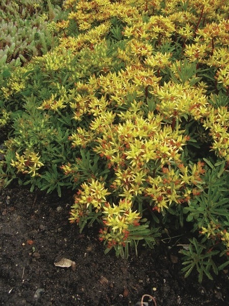 Sedum kamtschaticum (Stonecrop)