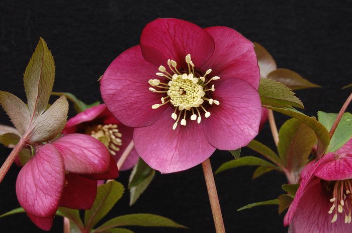 Helleborus x hybridus Winter Jewels® 'Ruby Wine'