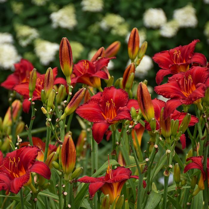 Hemerocallis 'Chicago Apache' (Daylily)