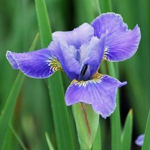 Iris sibirica 'Silver Edge' (Siberian Iris)