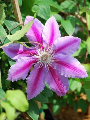 Clematis hybrid 'Dr. Ruppel' (Hybrid Clematis), purple flower