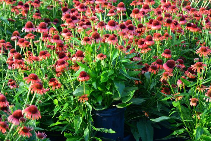 Echinacea x purpurea Butterfly™ 'Orange Skipper' (Coneflower), orange flowers