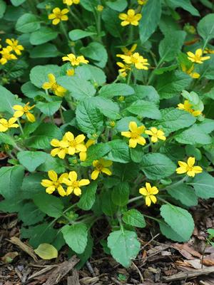 Chrysogonum virginianum (Green and Gold), yellow flowers