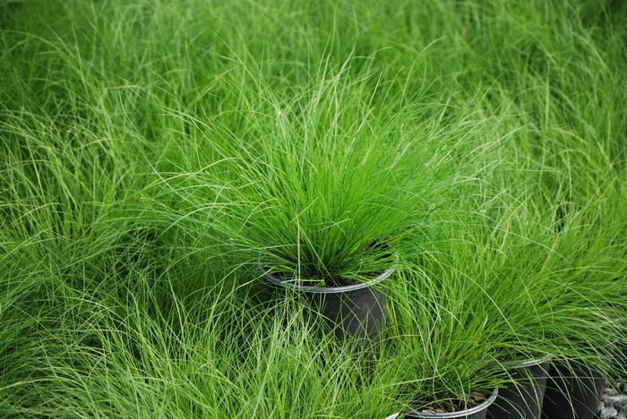 Appalachian Sedge (Carex appalachica) perennial, green grass