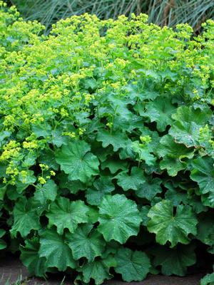 Lady's Mantle (Alchemilla mollis)