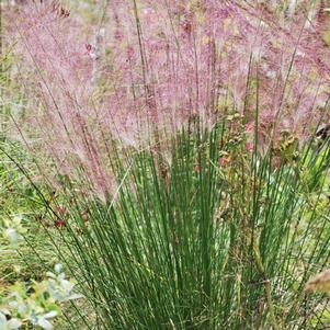 Pink Muhly Grass (Muhlenbergia capillaris)