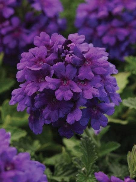 Verbena EnduraScape™ Purple (Vervain)