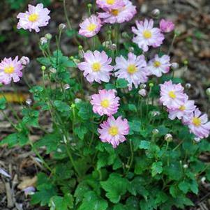 Anemone x hybrida Fantasy™'Pocahontas' (Windflower) perennial