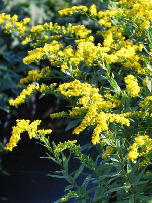 Solidago shortii 'Solar Cascade' (Goldenrod)