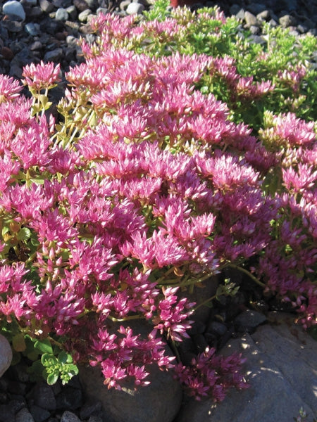 Sedum spurium 'John Creech' (Stonecrop)