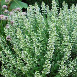 Calamintha nepeta 'White Cloud' (Calamint)