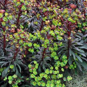 Purple Wood Spurge (Euphorbia x 'Miner's Merlot')