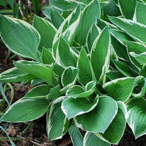 Hosta x 'Francee' (Plantain Lily)