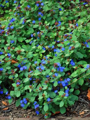 Lead Wort (Ceratostigma plumbaginoides)