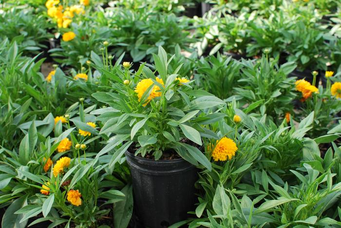 Coreopsis grandiflora Solanna™ Golden Sphere (Tickseed), yellow flowers