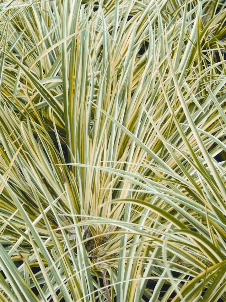 Variegated Sweet Flag (Acorus gramineus 'Variegatus')