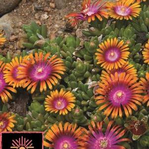 Delosperma 'Fire Spinner' (Ice Plant), pink and orange flowers