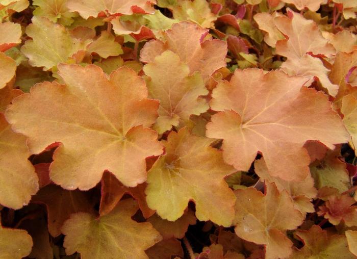 Heuchera x villosa 'Caramel' (Coral Bells)