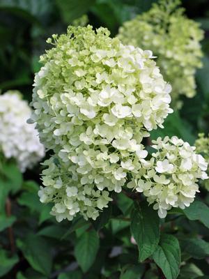 Hydrangea paniculata Bobo® (Panicle Hydrangea)