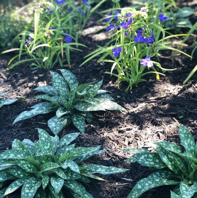 Pulmonaria x 'Trevi Fountain' (Lungwort)