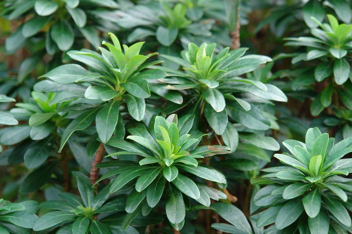 Robb's Spurge (Euphorbia amygdaloides var. robbiae)