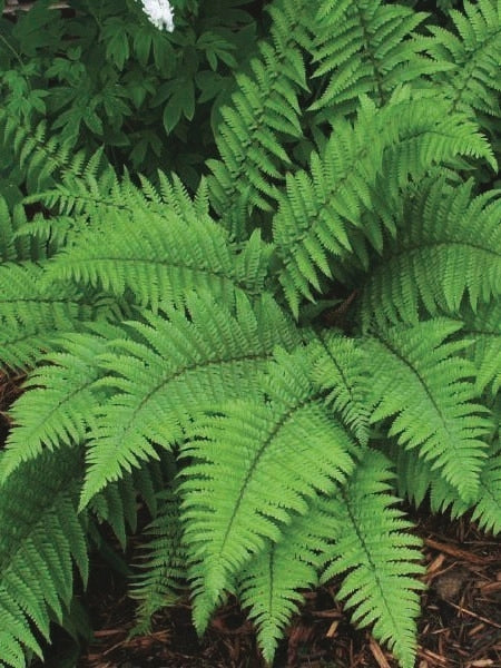 Lady Fern (Athyrium filix-femina)