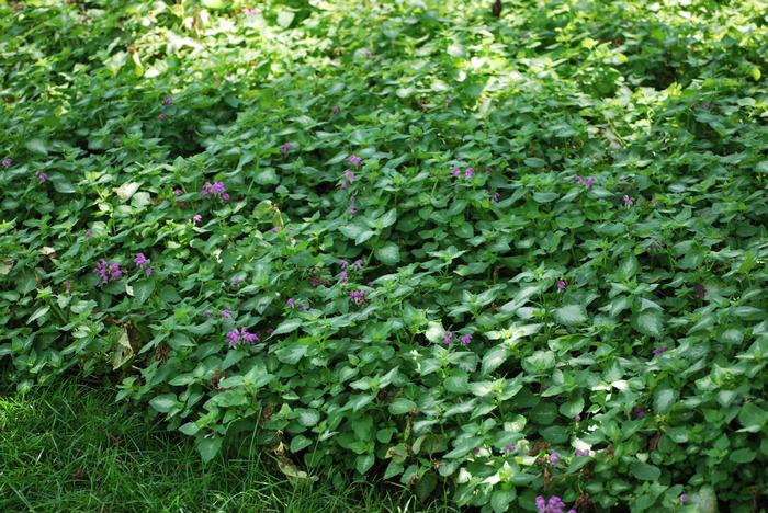 Lamium maculatum 'Red Nancy' (Dead Nettle)