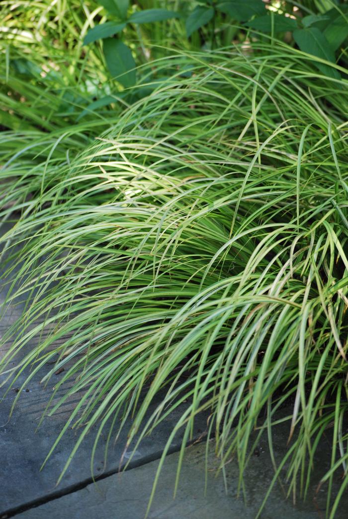 Golden Variegated Sweet Flag (Acorus gramineus 'Ogon')