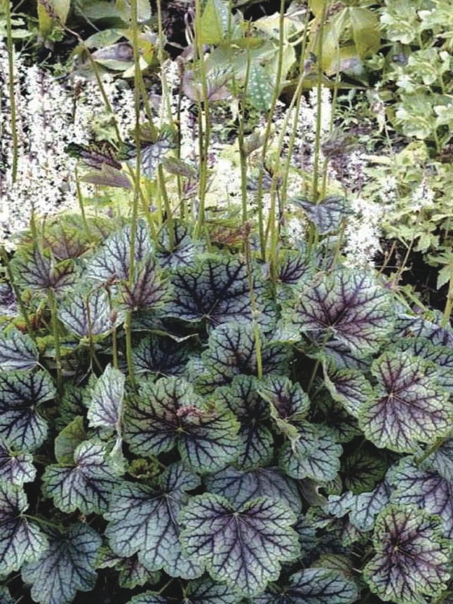 Heuchera americana 'Green Spice' (Coral Bells)