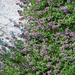 Red Flowering Mother of Thyme (Thymus serpyllum 'Coccineus')